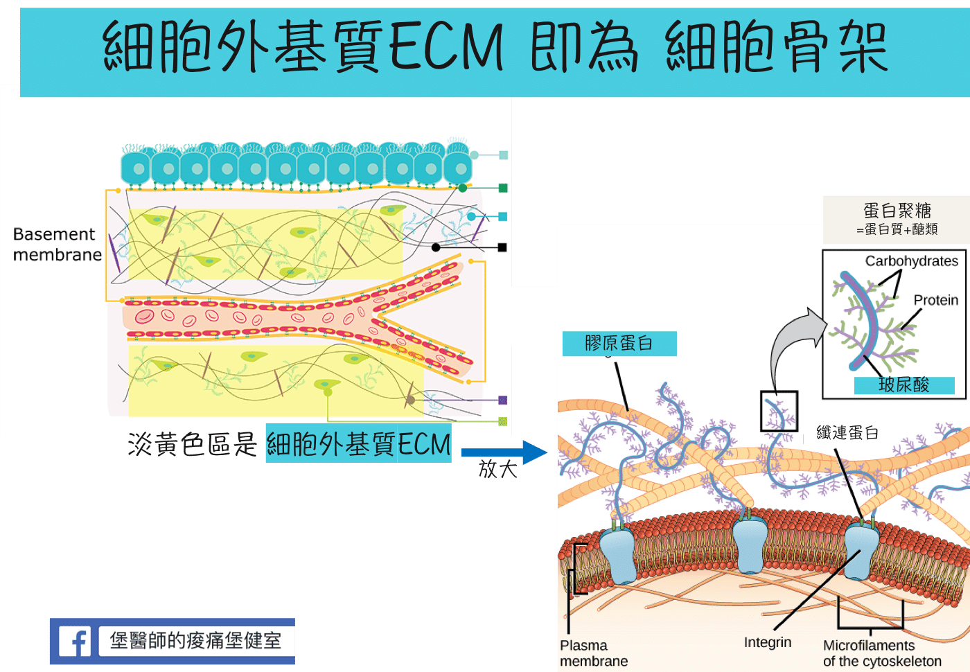 細胞骨架ECM是什麼