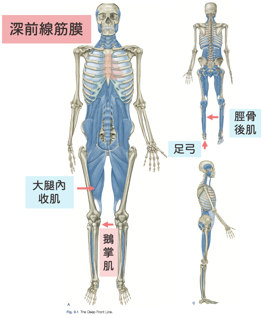 鵝掌肌腱炎-深前線筋膜