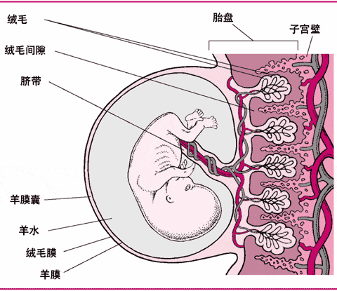 羊膜是什麼？胎盤是什麼