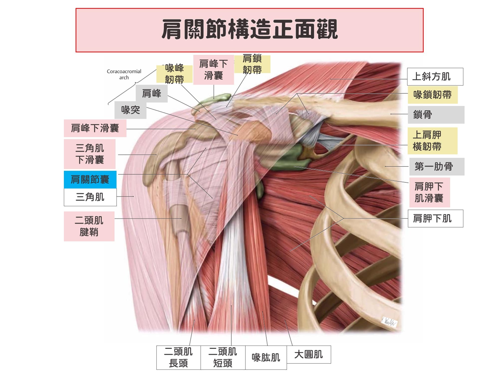 肩關節構造-肩膀酸痛原因1